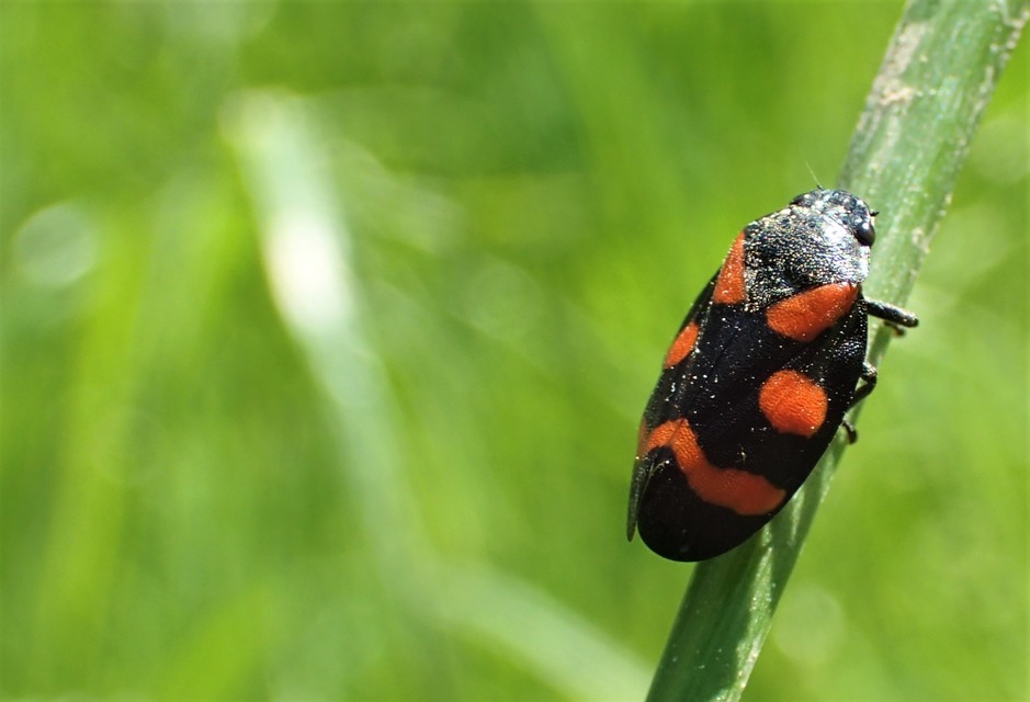 Cercopis sanguinolenta
