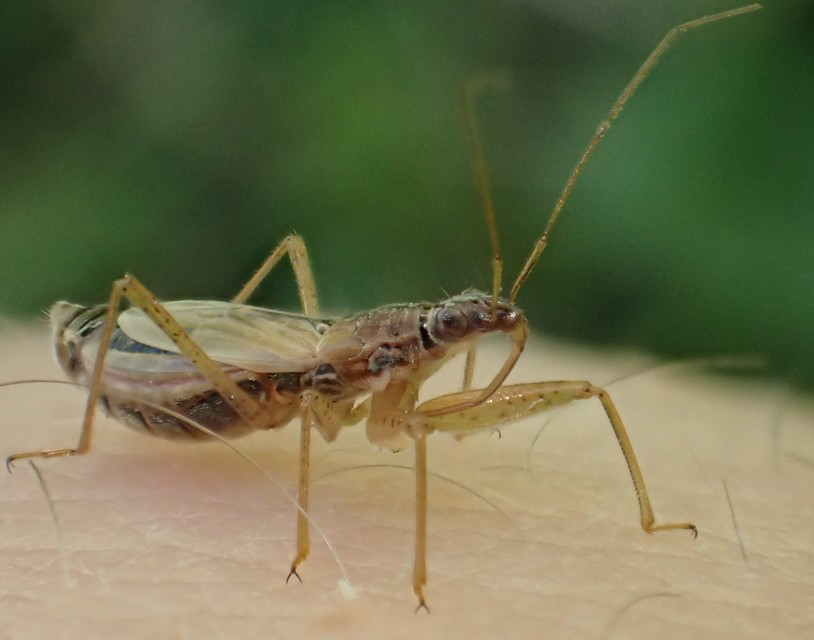 Nabis rugosus - foltoslábú tolvajpoloska
