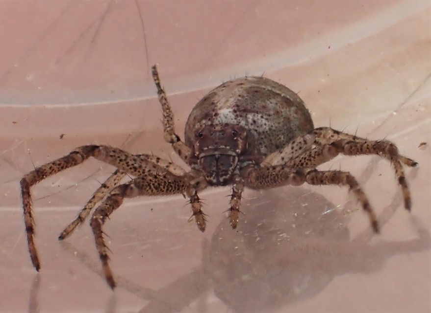 Tmarus piger/stellio