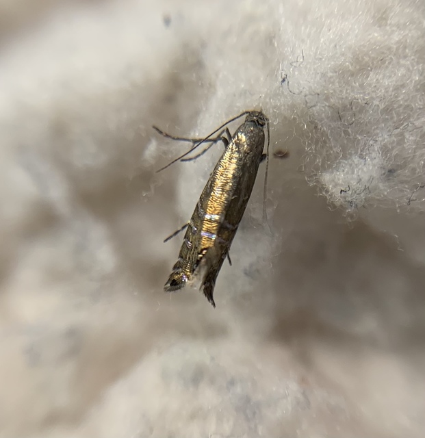Glyphipterix thrasonella - szittyófúró szakállasmoly