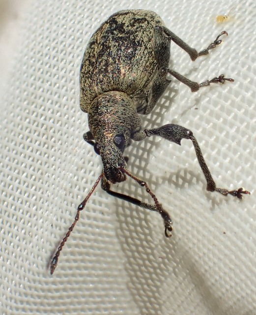 Phyllobius pomaceus - csalán-levélormányos