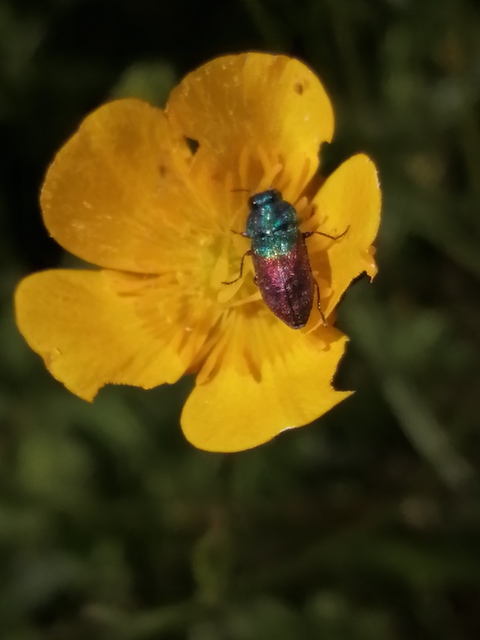 Anthaxia salicis - bíboros virágdíszbogár