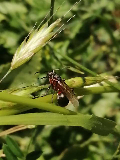 Formica pratensis - réti vöröshangya
