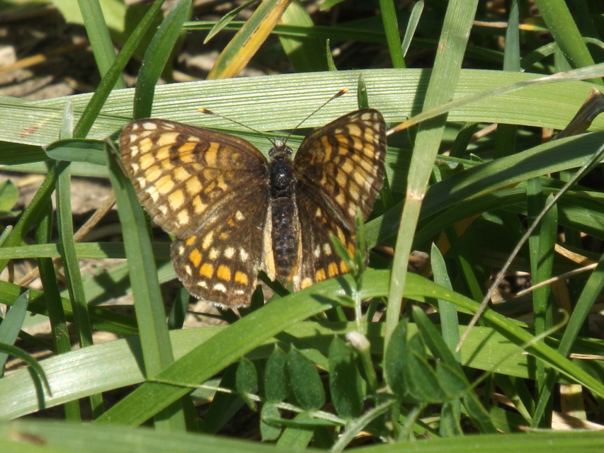 Melitaea diamina - kockás tarkalepke
