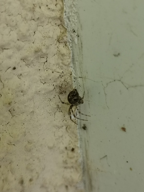 Parasteatoda