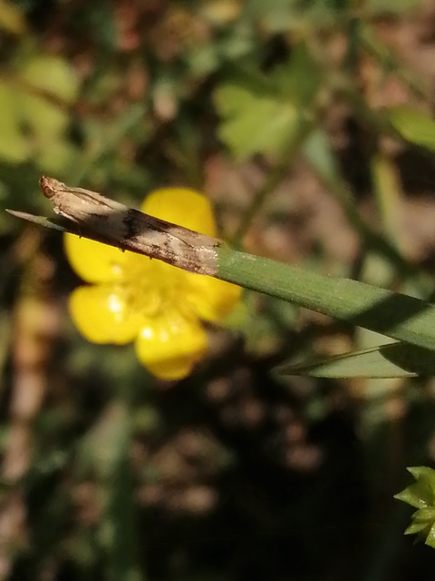 Homoeosoma sinuella - agyagsárga karcsúmoly