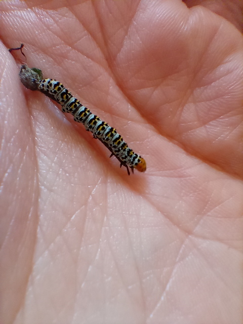 Shargacucullia gozmanyi/scrophulariae/verbasci