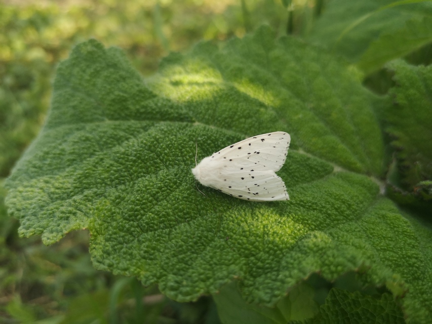 Spilosoma urticae - hószínű medvelepke