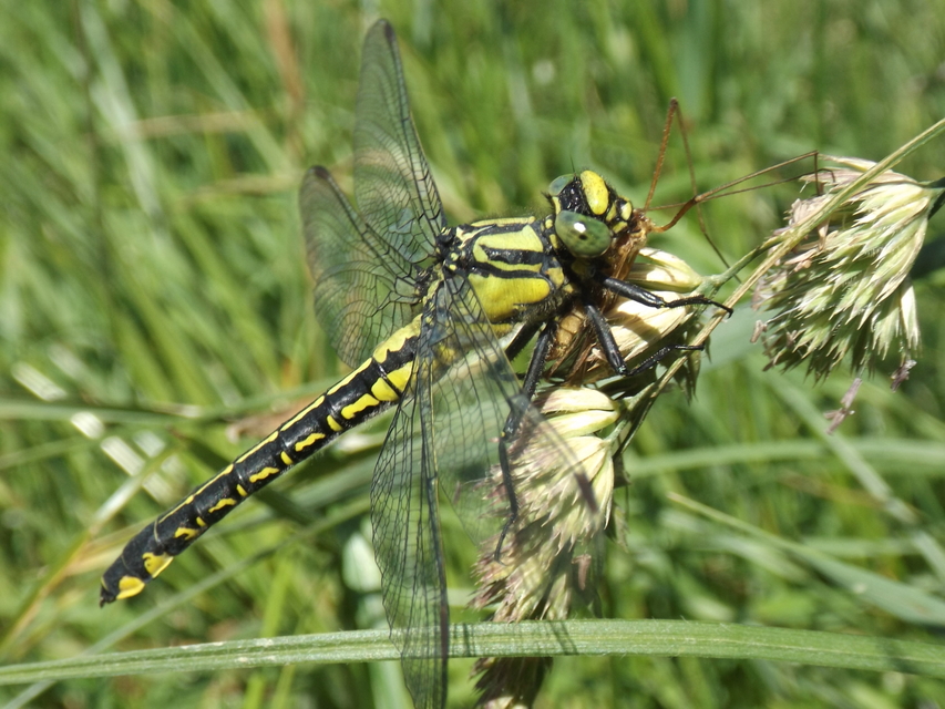Gomphus vulgatissimus - feketelábú folyami-szitakötő