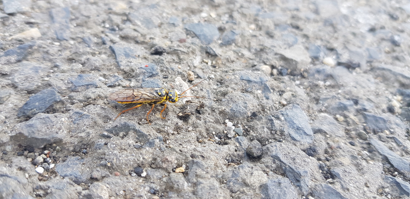 Hymenoptera - Hártyásszárnyúak