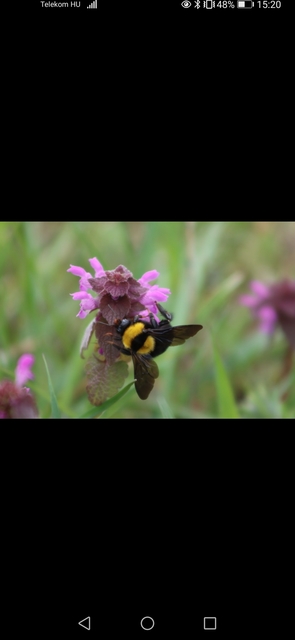 Bombus argillaceus - délvidéki poszméh