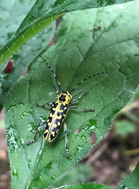 Saperda scalaris - létracincér