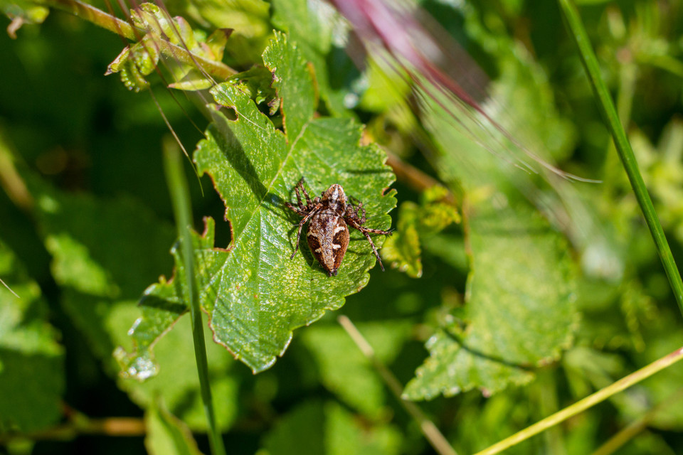 Oxyopes ramosus