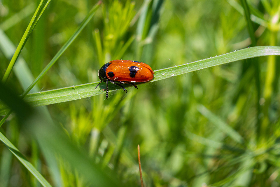 Clytra quadripunctata - négyfoltos zsákhordóbogár