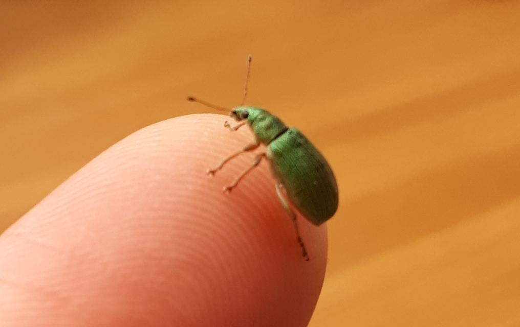Polydrusus formosus - selymes lombormányos