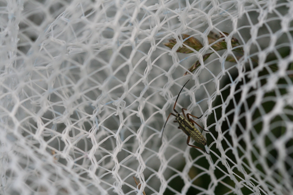 Leptopterna dolabrata - közönséges mezeipoloska