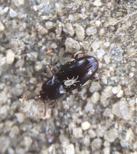 Cerylonidae - kéregbogárfélék Cerylonidae - kéregbogárfélék