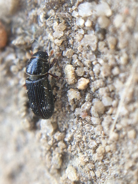 Pleurophorus caesus - hengeres trágyabogár