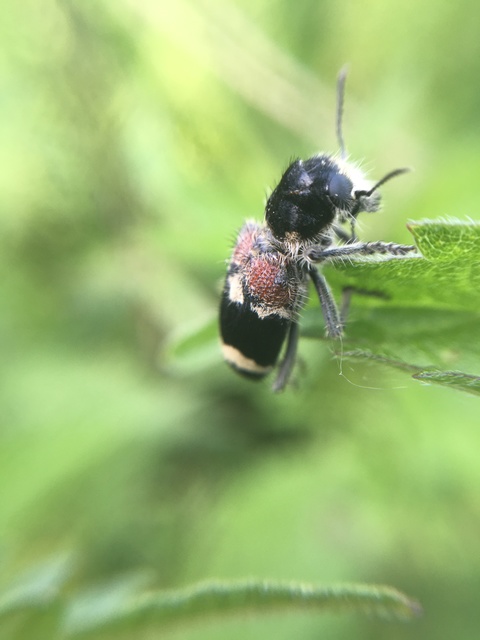 Clerus mutillarius - feketenyakú szúfarkas