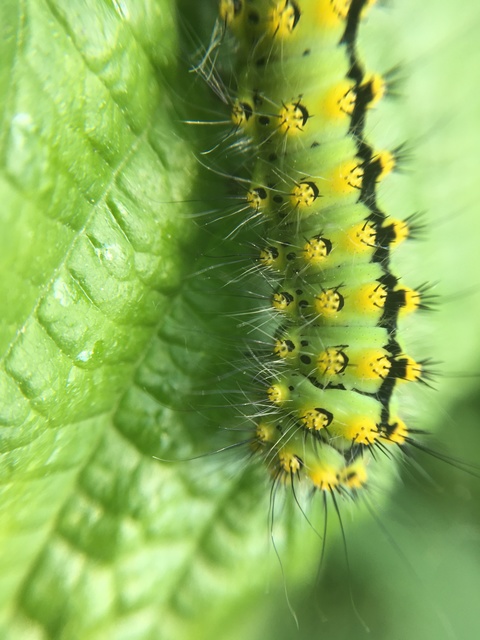 Saturnia pavoniella/pavonia
