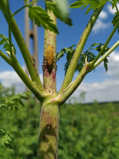 Lixus iridis - bürökfúró dudvabarkó