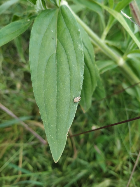 Sibinia pellucens - mécsvirágormányos