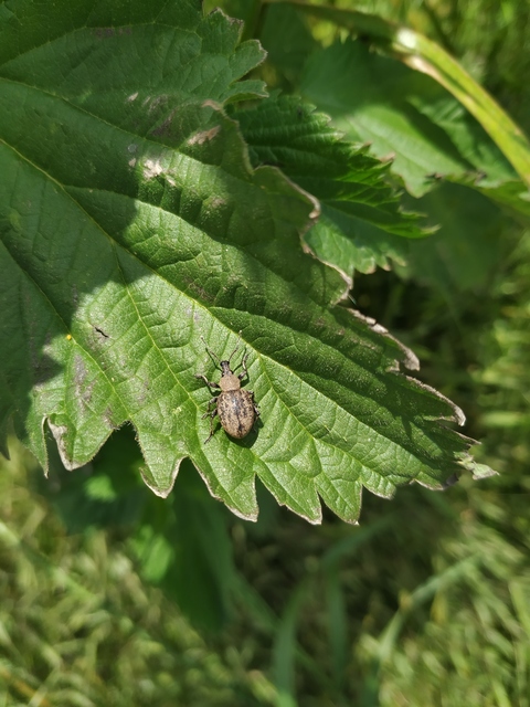 Otiorhynchus ligustici - vincellér-gyalogormányos
