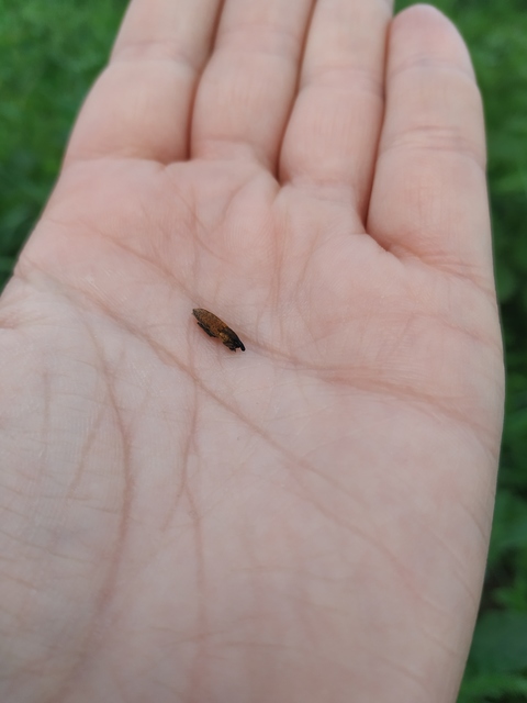 Lixus brevipes - vaskosorrú dudvabarkó
