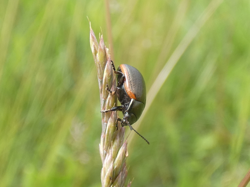 Chrysolina marginata - nyúlánk szegélyeslevelész
