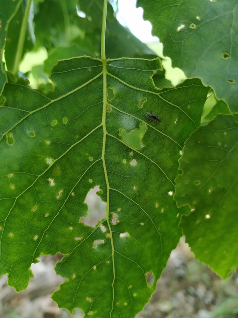 Phyllobius betulinus - változékony levélormányos
