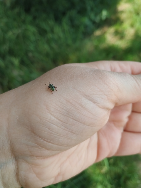 Phyllobius betulinus - változékony levélormányos