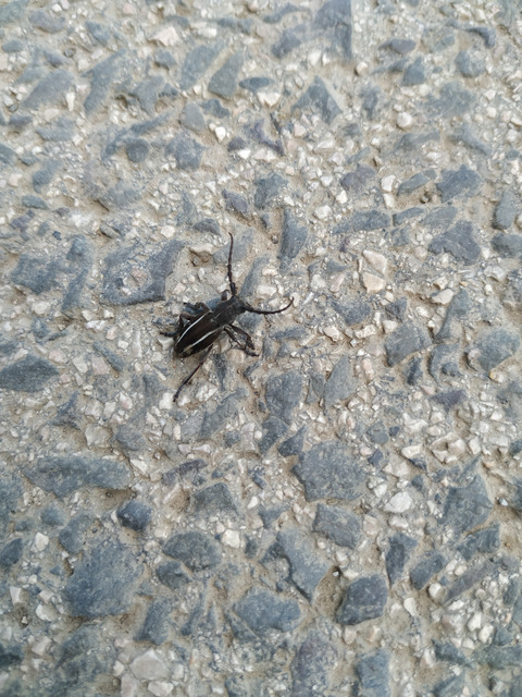 Neodorcadion bilineatum - kétsávos földicincér