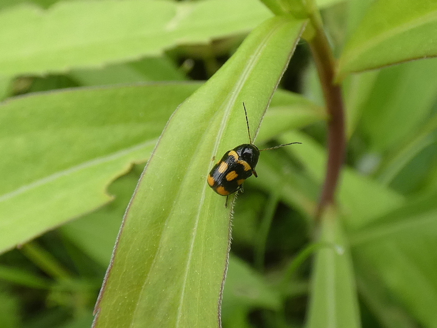 Cryptocephalus anticus - réti zömökbogár