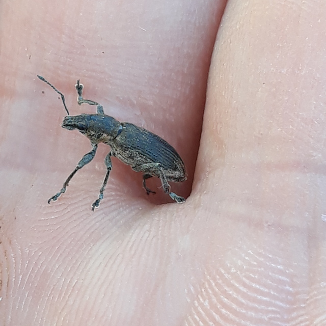 Tanymecus palliatus - közönséges hegyesfarúbarkó