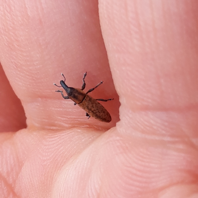 Lixus brevipes - vaskosorrú dudvabarkó