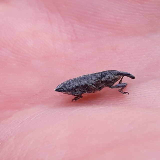 Lixus punctiventris - aggófű-dudvabarkó