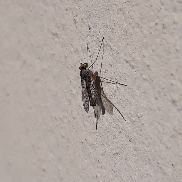 Sciapus