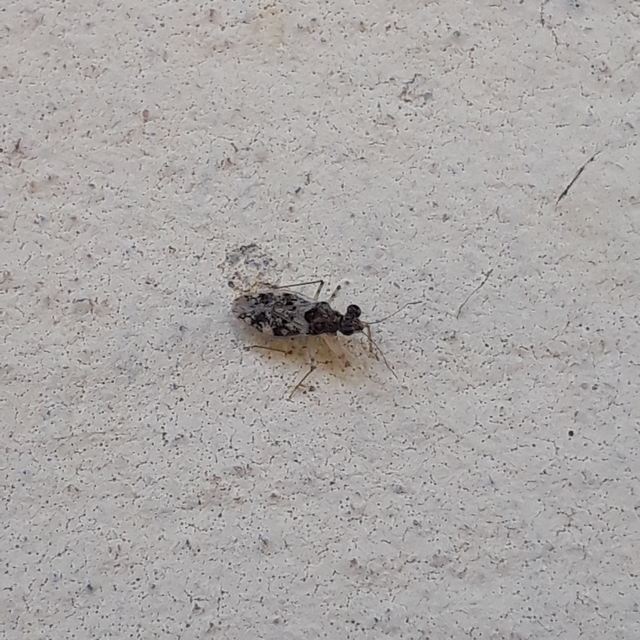 Leptopus marmoratus - kövipoloska