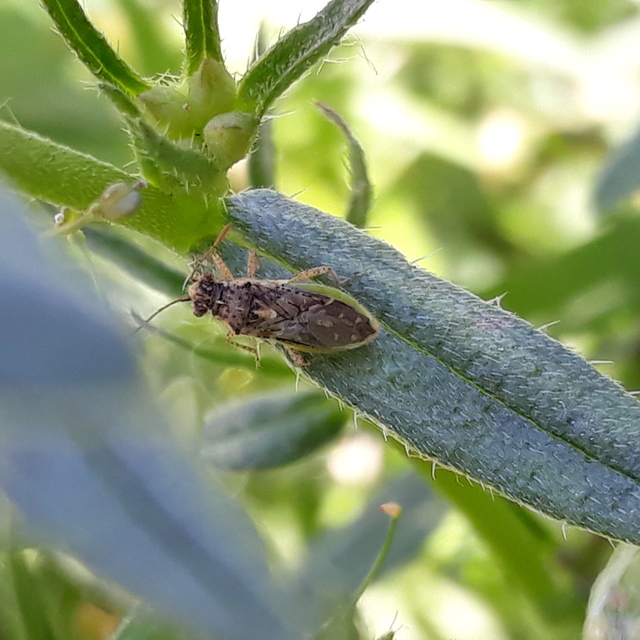 Brachycarenus tigrinus - rövidfejű üvegszárnyú-poloska