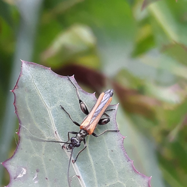 Oedemera femorata - sárgahátú álcincér