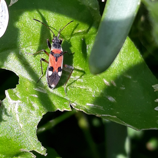 Beosus quadripunctatus - pettyes homokibodobács