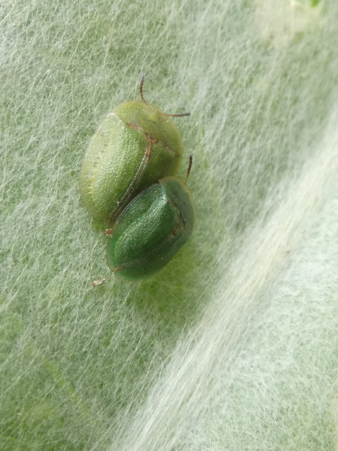 Cassida