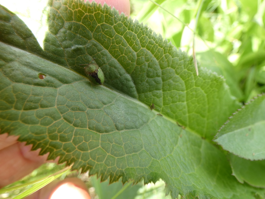 Cassida vibex - szőrös pajzsbogár