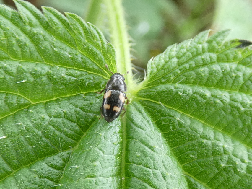 Glischrochilus quadrisignatus - amerikai fénybogár Glischrochilus quadrisignatus - amerikai fénybogár