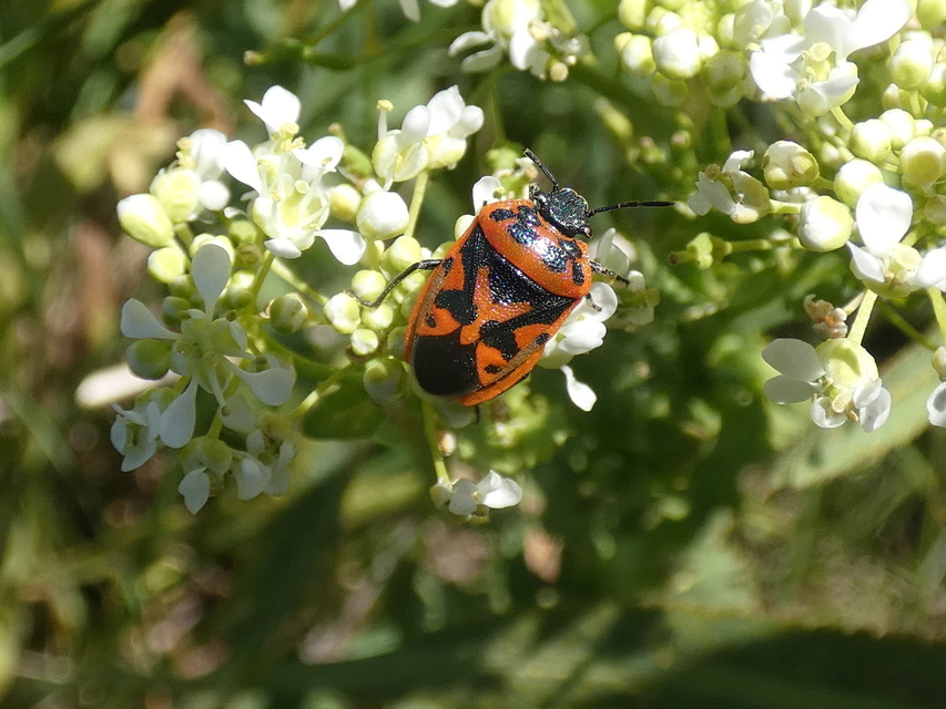 Eurydema ornata - díszespoloska