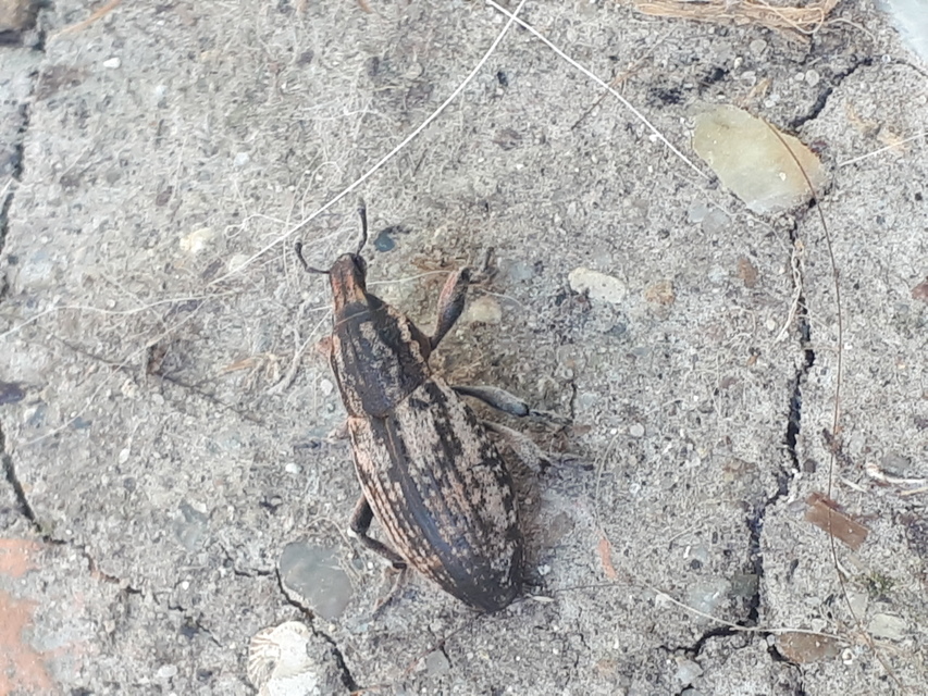 Pseudocleonus cinereus - hamvas barkó