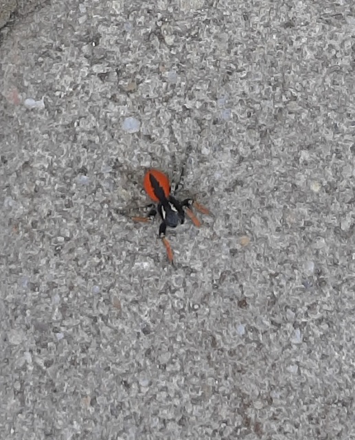 Philaeus chrysops - piros ugrópók