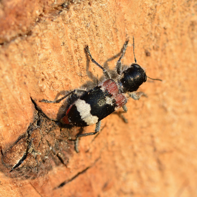 Clerus mutillarius - feketenyakú szúfarkas