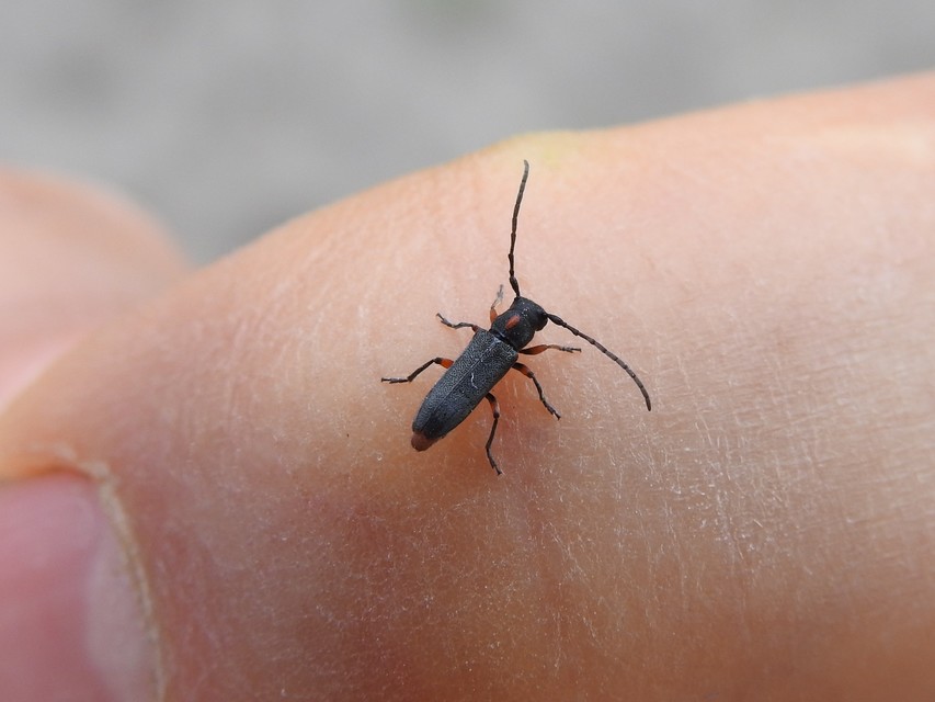 Phytoecia pustulata - parányi fűcincér