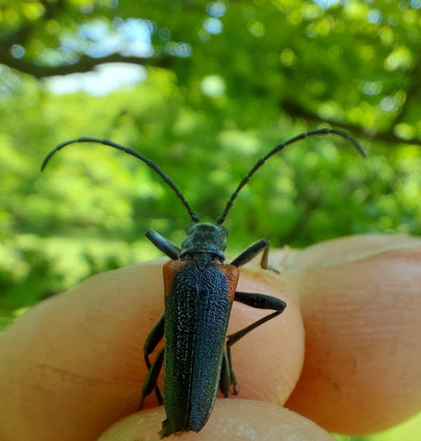 Stenocorus quercus - tölgy-gyökércincér